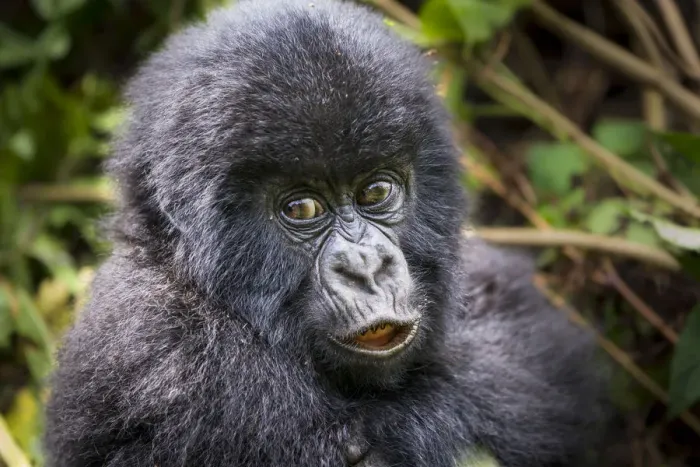 Framed Print : Young Mountain gorilla (Gorilla beringei) this is Gakuru, one of 2 twin infants Framed Print : Young Mountain gorilla (Gorilla beringei) this is Gakuru, one of 2 twin infants