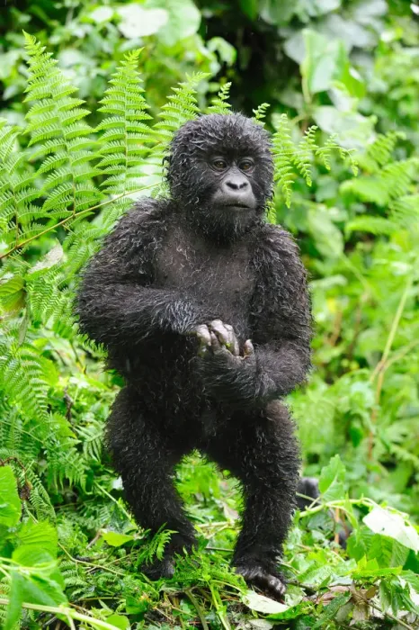 Framed Print : Young Mountain gorilla standing up in the rain (Gorilla beringei beringei) Volcanoes National Park Framed Print : Young Mountain gorilla standing up in the rain (Gorilla beringei beringei) Volcanoes National Park