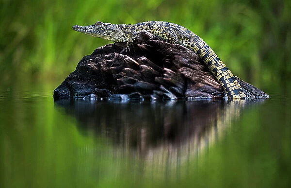 Young Nile Crocodile (Crocodylus niloticus) basking on an exposed log, Chobe River, Botswana