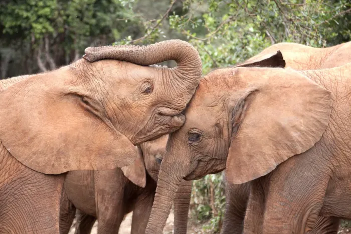 Framed Print : Young orphan Elephants (Loxodonta africana) kissing Framed Print : Young orphan Elephants (Loxodonta africana) kissing
