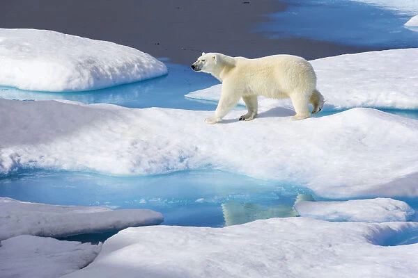 Young Polar bear (Ursus maritimus) walking across melting sea ice, Scott Inlet, Baffin Island