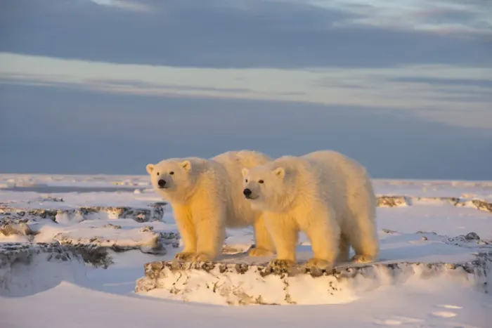 Framed Print : Two young Polar bears (Ursus maritimus) on newly formed pack ice, near Kaktovik, Barter Island Framed Print : Two young Polar bears (Ursus maritimus) on newly formed pack ice, near Kaktovik, Barter Island