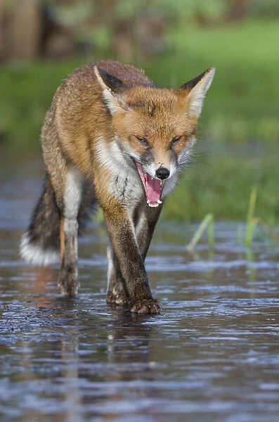 Young Red fox (Vulpes vulpes) walking over ice of frozen pond in garden, Bristol