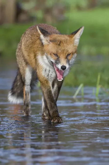 Framed Print : Young Red fox (Vulpes vulpes) walking over ice of frozen pond in garden, Bristol
