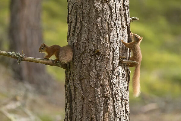 Two young Red squirrels (Sciurus vulgaris) chasing each other around pine trunk, Scotland