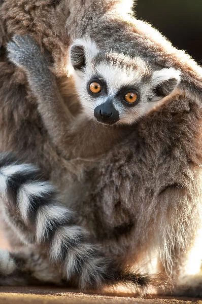 Young Ring-tailed lemur (Lemur catta) 6-8 weeks, clinging to mother, Berenty Private Reserve