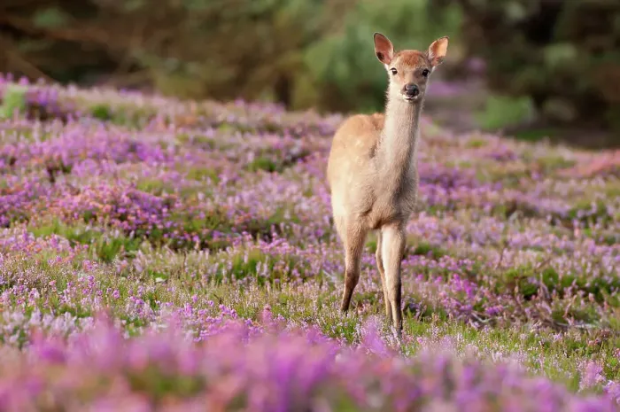 Framed Print : Young Sika deer (Cervus nippon) standing amongst flowering heather, Arne RSPB reserve, Dorset, England, UK, August. 2020VISION Book Plate Framed Print : Young Sika deer (Cervus nippon) standing amongst flowering heather, Arne RSPB reserve, Dorset, England, UK, August. 2020VISION Book Plate