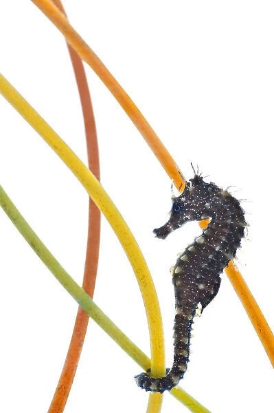 A young Spiny  /  Yellow  /  Longsnouted Seahorse (Hippocampus guttulatus), in an aquarium