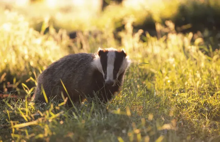 Framed Print : Young subadult Badger forages in evening sun {Meles meles} Derbyshire England Framed Print : Young subadult Badger forages in evening sun {Meles meles} Derbyshire England