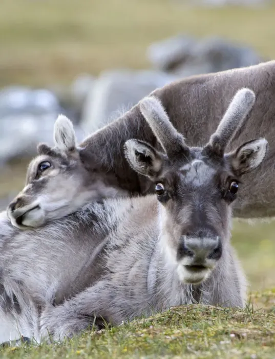Framed Print : Young Svalbard reindeer (Rangifer tarandus platyrhynchus) rubbing its head on adults back Framed Print : Young Svalbard reindeer (Rangifer tarandus platyrhynchus) rubbing its head on adults back