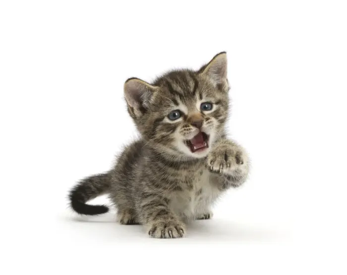 Framed Print : Very young tabby kitten, 6 weeks, with raised paw and open mouth Framed Print : Very young tabby kitten, 6 weeks, with raised paw and open mouth