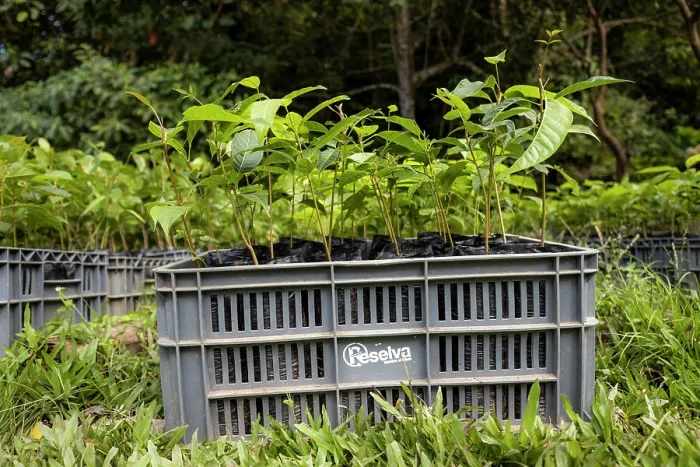 Framed Print : Young trees of Caoba (Swietenia macrophylla) in crate, part of a reforestation project, Bajo Aguas Lindas district, Sierra Nevada de Santa Marta, Colombia. December, 2021 Framed Print : Young trees of Caoba (Swietenia macrophylla) in crate, part of a reforestation project, Bajo Aguas Lindas district, Sierra Nevada de Santa Marta, Colombia. December, 2021