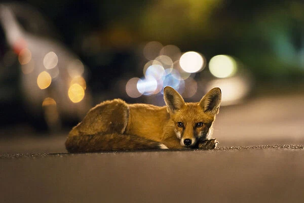 Young urban Red fox (Vulpes vulpes) lying in road with street lights behind. Bristol