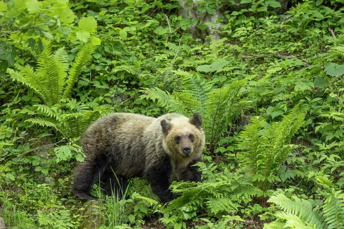 Framed Print : Young Ussuri brown bear (Ursus arctos lasiotus) female walking through ferns, Shiretoko Peninsula National Park, Hokkaido, Japan, June Framed Print : Young Ussuri brown bear (Ursus arctos lasiotus) female walking through ferns, Shiretoko Peninsula National Park, Hokkaido, Japan, June