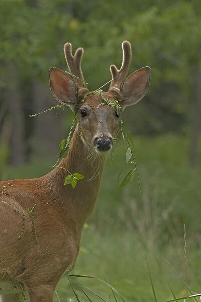 Young White tailed deer (Odocoileus virginianus) buck in velvet with plants caught in antlers