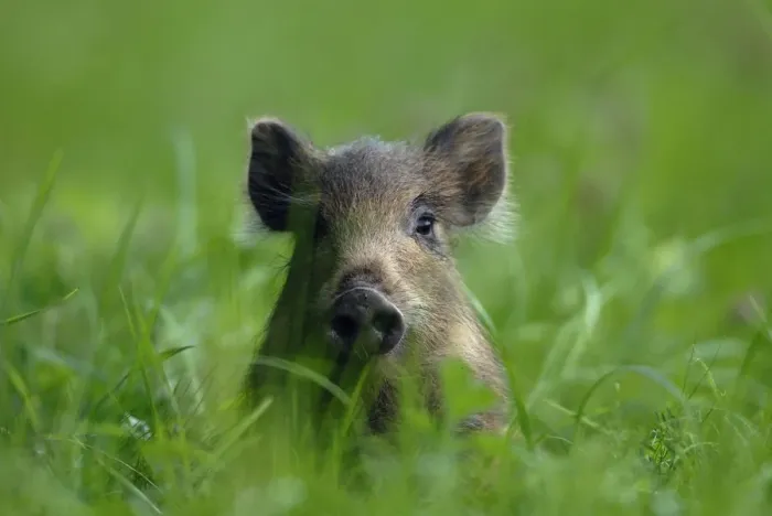 Framed Print : Young Wild Boar (Sus scrofa) sitting in grass. Vosges, France, July