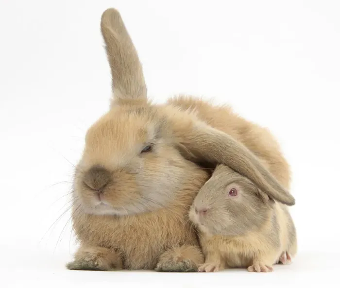 Framed Print : Young windmill-eared rabbit and matching guinea-pig Framed Print : Young windmill-eared rabbit and matching guinea-pig