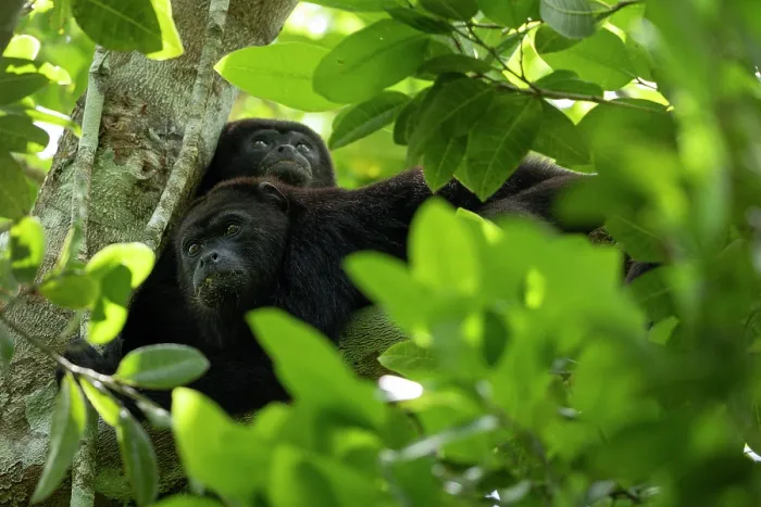 Framed Print : Two Yucatan black howler monkeys (Alouatta pigra) resting in tree, Yucatan Peninsula, Mexico. Endangered Framed Print : Two Yucatan black howler monkeys (Alouatta pigra) resting in tree, Yucatan Peninsula, Mexico. Endangered