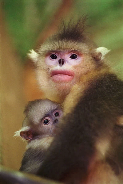 Yunnan snub nosed monkey female with baby, {Rhinopithecus bieti} Yunnan, China