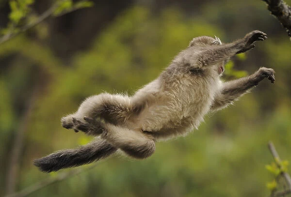 Yunnan Snub-nosed monkey (Rhinopithecus bieti) jumping from tree to tree, Ta Chen NP