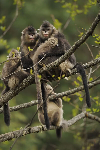 Yunnan Snub-nosed monkey (Rhinopithecus bieti) group with two adults and three babies