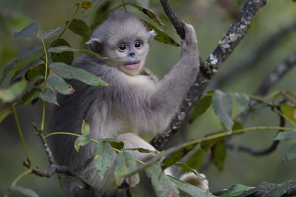 Yunnan snub-nosed monkey (Rhinopithecus bieti) young  /  juvenile in tree in Ta Cheng Nature Reserve