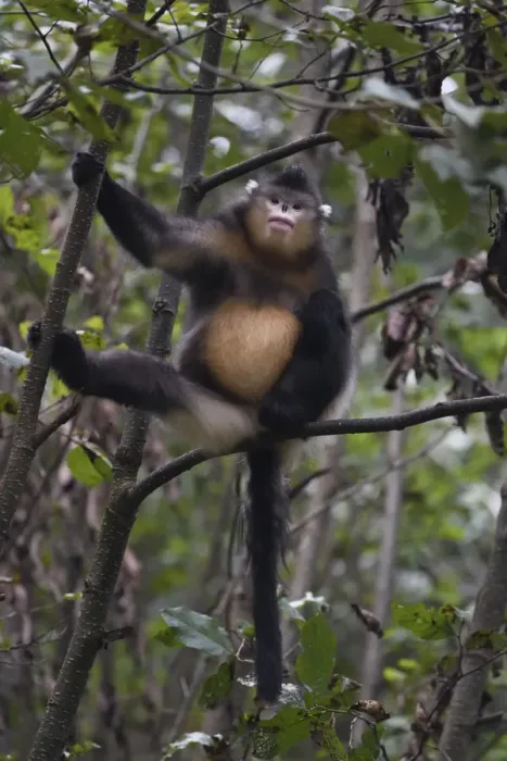 Framed Print : Yunnan snub-nosed monkey (Rhinopithecus bieti) sitting in a tree at Ta Cheng Nature Reserve