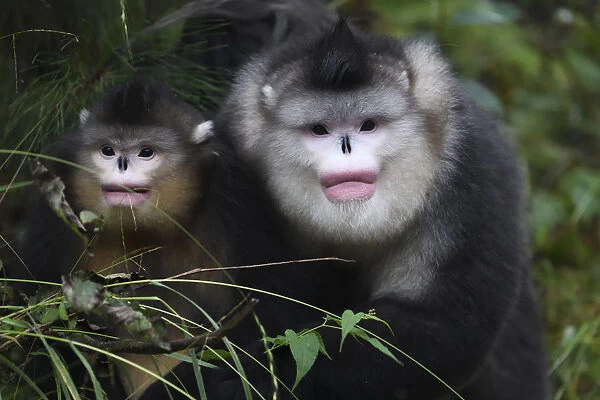 Yunnan snub-nosed monkeys (Rhinopithecus bieti) adult and young, Ta Cheng Nature reserve