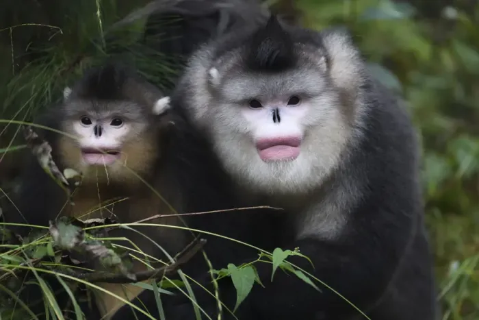 Framed Print : Yunnan snub-nosed monkeys (Rhinopithecus bieti) adult and young, Ta Cheng Nature reserve Framed Print : Yunnan snub-nosed monkeys (Rhinopithecus bieti) adult and young, Ta Cheng Nature reserve