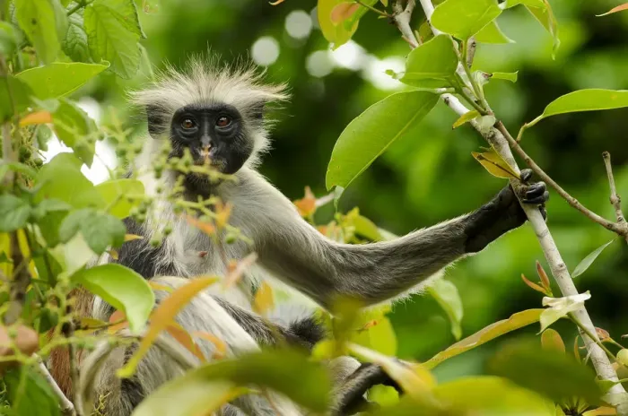 Framed Print : Zanzibar red colobus (Piliocolobus kirkii) in tree, Jozany Forest, Zanzibar, Tanzania Framed Print : Zanzibar red colobus (Piliocolobus kirkii) in tree, Jozany Forest, Zanzibar, Tanzania