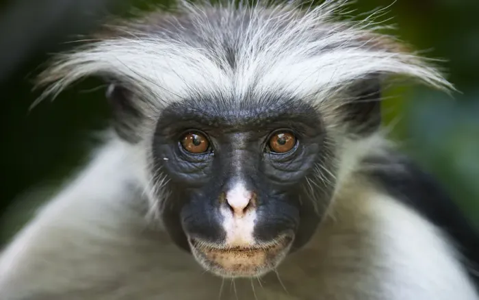 Framed Print : Zanzibar Red Colobus (Procolobus kirkii) head portrait, Jozani Chwaka Bay NP, Zanzibar Framed Print : Zanzibar Red Colobus (Procolobus kirkii) head portrait, Jozani Chwaka Bay NP, Zanzibar