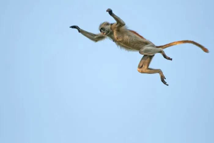 Framed Print : Zanzibar Red Colobus (Procolobus kirkii) jumping through the air, Jozani Chwaka Bay NP Framed Print : Zanzibar Red Colobus (Procolobus kirkii) jumping through the air, Jozani Chwaka Bay NP