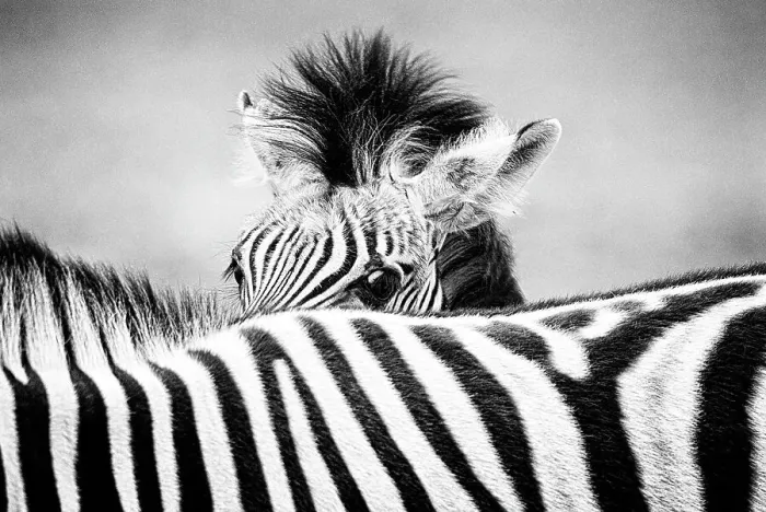 Framed Print : Zebra (Equus quagga) foal peering over its mother's striped back. Monochrome. Etosha National Park, Namibia, January