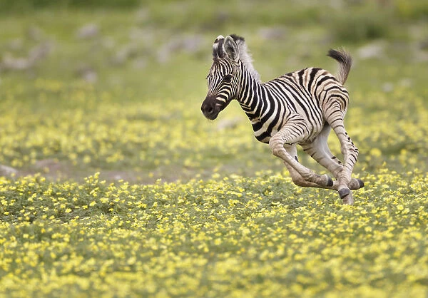 Zebra (Equus quagga) foal running through Devils Thorn flowers (Tribulus terrestris)