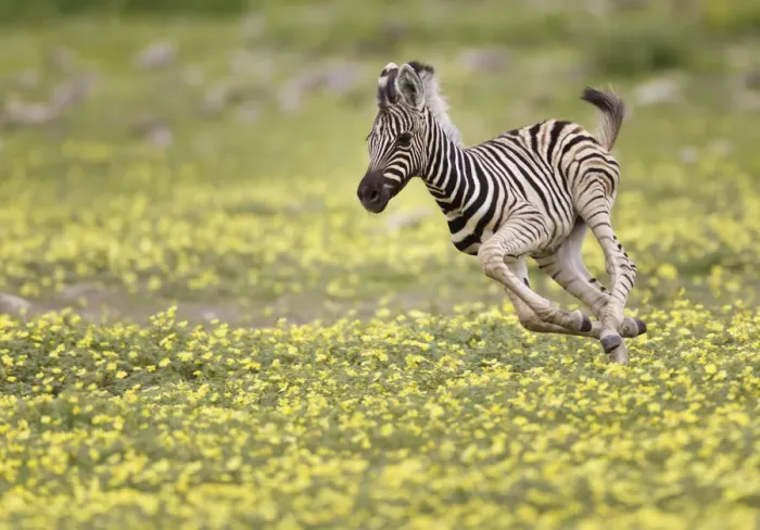 Framed Print : Zebra (Equus quagga) foal running through Devils Thorn flowers (Tribulus terrestris) Framed Print : Zebra (Equus quagga) foal running through Devils Thorn flowers (Tribulus terrestris)