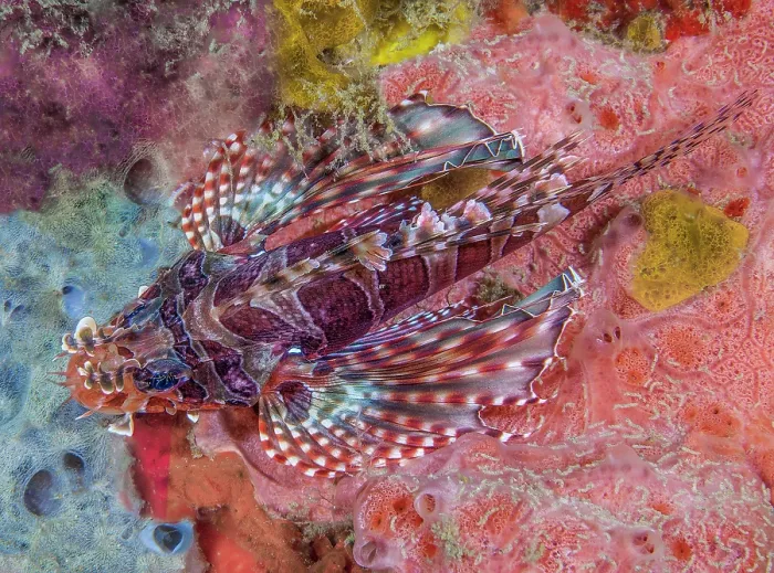 Framed Print : Zebra lionfish (Dendrochirus zebra) camouflaged among encrusting sponges (Porifera), Ambon, Indonesia, Pacific Ocean Framed Print : Zebra lionfish (Dendrochirus zebra) camouflaged among encrusting sponges (Porifera), Ambon, Indonesia, Pacific Ocean