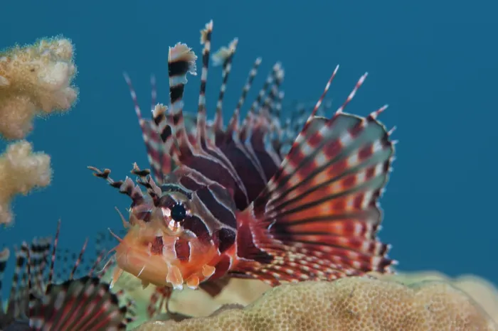 Framed Print : Zebra lionfish (Dendrochirus zebra) portrait, Milne Bay, Papua New Guinea, Pacific Ocean Framed Print : Zebra lionfish (Dendrochirus zebra) portrait, Milne Bay, Papua New Guinea, Pacific Ocean