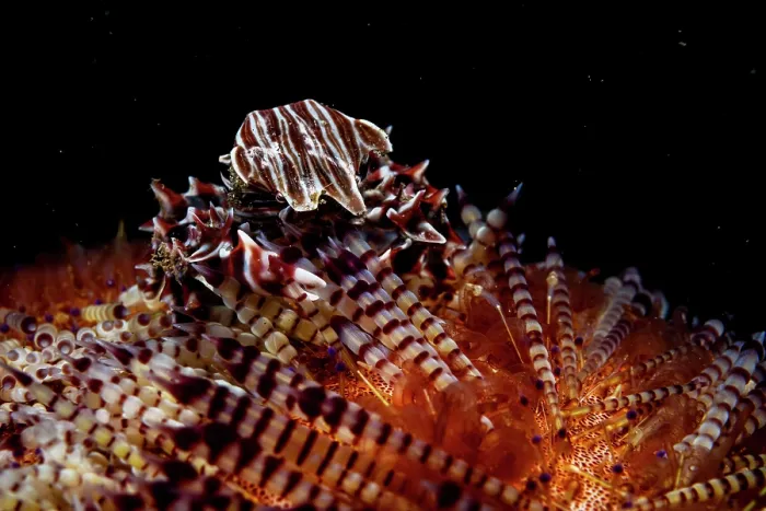 Framed Print : Zebra urchin crab (Zebrida adamsii) sheltering on a Fire urchin (Asthenosoma varium), Lembeh Strait, Bitung, North Sulawesi, Indonesia, Pacific Ocean Framed Print : Zebra urchin crab (Zebrida adamsii) sheltering on a Fire urchin (Asthenosoma varium), Lembeh Strait, Bitung, North Sulawesi, Indonesia, Pacific Ocean