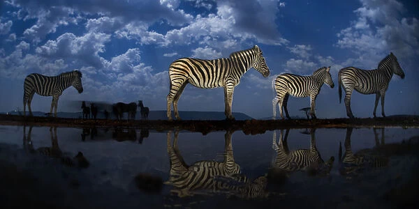 Zebra at waterhole at night, Mkuze, South Africa Third place in the Nature Portfolio