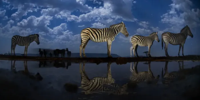 Framed Print : Zebra at waterhole at night, Mkuze, South Africa Third place in the Nature Portfolio Framed Print : Zebra at waterhole at night, Mkuze, South Africa Third place in the Nature Portfolio