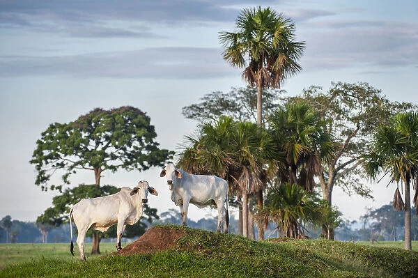 Zebu Cattle (Bos primigenius indicus), Los Llanos, Colombia, South America