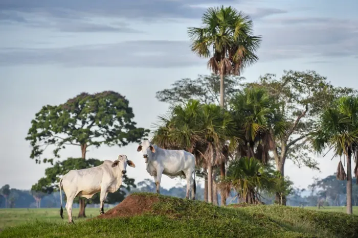 Framed Print : Zebu Cattle (Bos primigenius indicus), Los Llanos, Colombia, South America Framed Print : Zebu Cattle (Bos primigenius indicus), Los Llanos, Colombia, South America