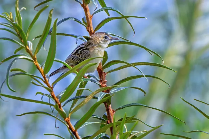 Framed Print : Zitting cisticola (Cisticola juncidis) perched in bush, Zeeland, Netherlands. August Framed Print : Zitting cisticola (Cisticola juncidis) perched in bush, Zeeland, Netherlands. August