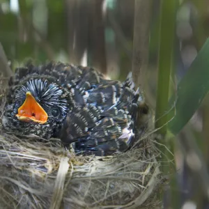 12 day chick of European cuckoo (Cuculus canorus) in Reed warblers (Acrocephalus