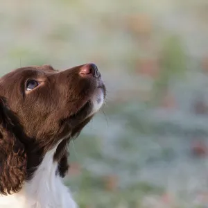 12 week old springer spaniel puppy in training. Wiltshire, UK