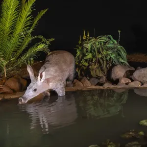 Aardvark Drinking at Night Print Aardvark Drinking at Night Print