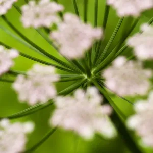 Abstract Alpine lovage (Ligusticum mutellina) flower head, Triglav National Park Abstract Alpine lovage (Ligusticum mutellina) flower head, Triglav National Park