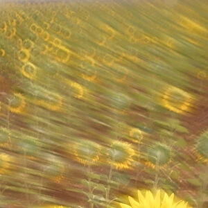 Abstract arty-shot of Sunflowers {Helianthus} in meadow, Spain
