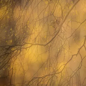 Abstract of autumnal Silver birch (Betula pendula), Cairngorms National Park, Scotland