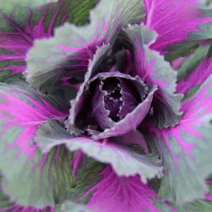 Abstract detail of a cabbage, Kandawgyi Gardens, Pyin Oo Lwin, Myanma, December Abstract detail of a cabbage, Kandawgyi Gardens, Pyin Oo Lwin, Myanma, December